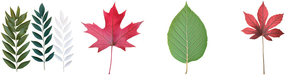 Obraz premium A collection of various leaves displayed against a black background, showcasing different colors and shapes, highlighting botanical diversity.