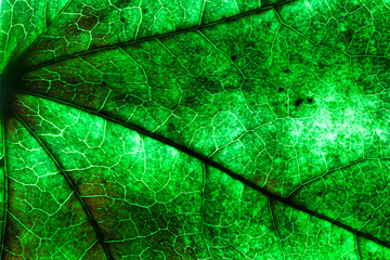 leaf, structure, patterns, nature, botany, flora, color, backlit