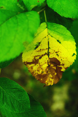 Autumn leaves in the forest, Bialowieza Forest