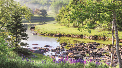 Purple Lupine Flowers in Surry Maine Beautiful Landscape