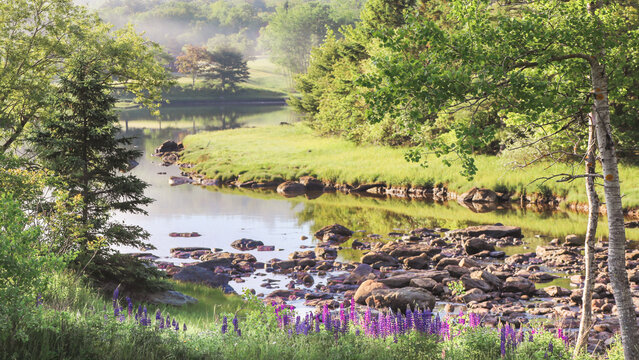 Purple Lupine Flowers in Surry Maine Beautiful Landscape