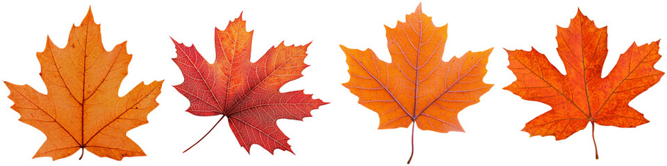 Obraz premium A collection of vibrant autumn leaves in shades of orange and red, showcasing the beauty of fall foliage against a black background.