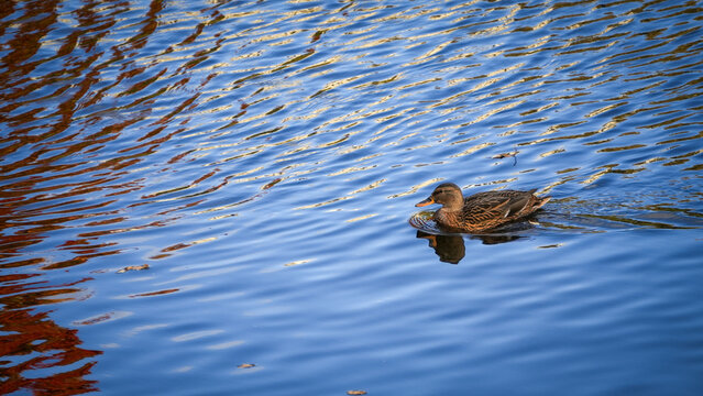 Ente im Fluss