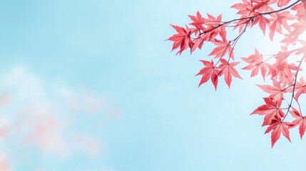 Blue sky background with red maple leaves with copy space. Autumn season banner template.