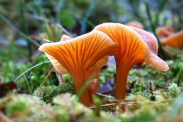 Falscher Pfifferling - Hygrophoropsis aurantiaca - False Chanterelle