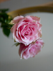 a pink rose with an imperfect petal
