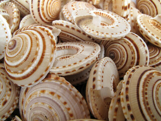 Sundial Sea Shells Closeup Background