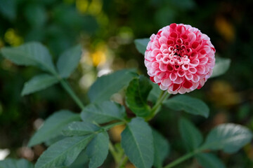 A spherical, bicolor flower found in a garden