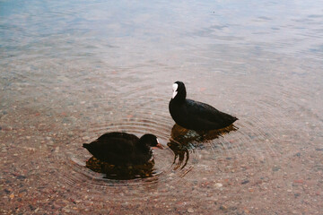 black duck in the water