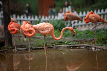 flamingo in the zoo