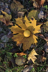 Yellow golf ball on a yellow maple leaf