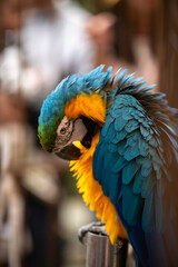 blue and yellow macaw