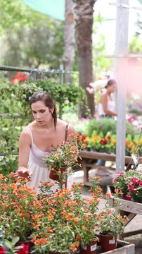 Pretty woman in a white dress choosing potted mimulus aurantiacus (bush monkey flower) flowers for house while shopping in flower shop. High quality 4k footage