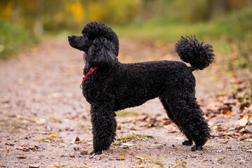 Full-length portrait of obedient trained black poodle dog standing in a stand in autumn park.