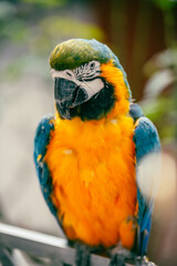 blue and yellow macaw