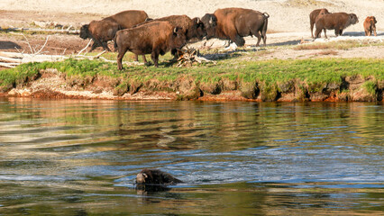 Fototapeta premium Wild Buffalo American Bison Crossing Water in Yellowstone National Park River
