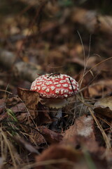 Fly agaric mushroom in autumn forest close-up