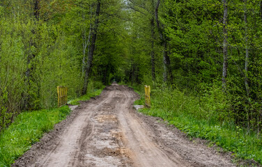 Obraz premium A spring, muddy road in the Bialowieza Forest.