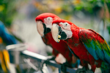 red and yellow macaw