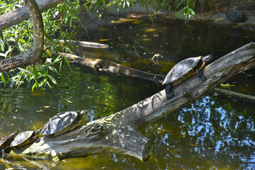 The turtle train