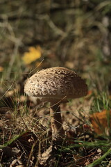 Umbrella mushroom in autumn forest close-up