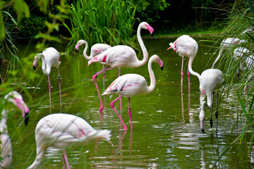 flamingos in the water