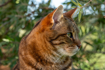 Obraz premium Chat tigré européen