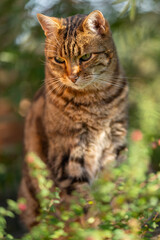 Chat tigré européen