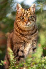 Obraz premium Chat tigré européen