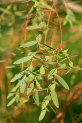 Branchage d'eucalyptus