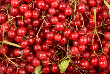 Full frame of freshly picked viburnum berry clusters.