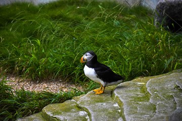 Atlantic puffin lost in thoughts