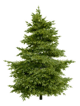 Isolated tree in spring, Douglas fir (Pseudotsuga menziesii), an evergreen conifer species in the pine family, Pinaceae. Nature and Christmas concepts. 3d illustration.