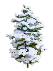 Isolated tree in winter, covered in snow, Douglas fir (Pseudotsuga menziesii), an evergreen conifer species in the pine family, Pinaceae. Nature and Christmas concepts. 3d illustration.