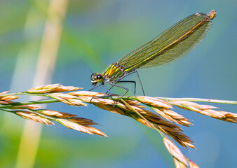 Libelle auf Grashalm