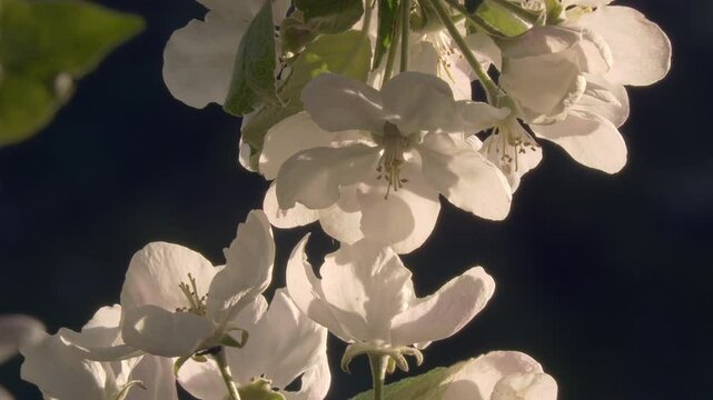 Closeup shot of apple tree blossoms with selective focus showing the springtime nature on a sunny day. Geology shot. Blurred background. Defocused.