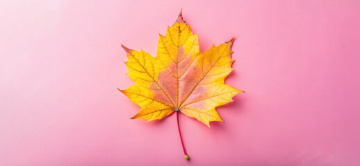 Fototapeta premium A bright yellow maple leaf rests on a soft pink background, showcasing the beauty of autumn’s changing colors and textures