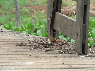 Curitié or gravebird collecting sticks to build its nest