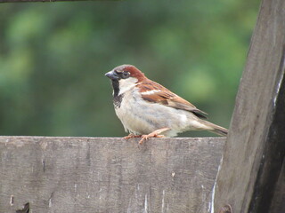 Sparrow perched on the fence. Brown and gray bird