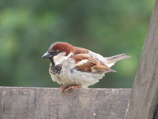 Sparrow perched on the fence. Brown and gray bird