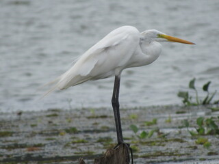 Fototapeta premium Ardea alba modesta or Graça Branca Grande on a log in the river waiting for an opportunity to catch a fish