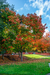 Naklejka premium Lake Park Autumn Trees 2