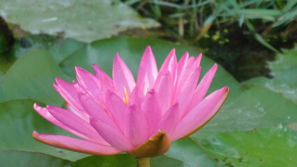 close up de flor del loto petalos fondo verde