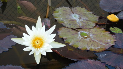 Flor del loto flor acuatica