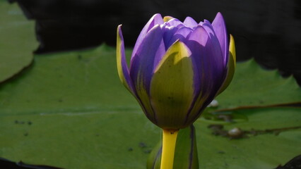 Flor del loto flor acuatica