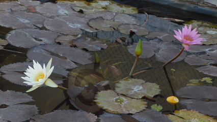 Flores del loto y charca