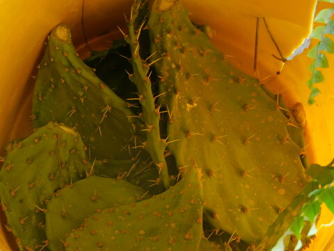 Nopales o cactus cortado  con espinas dentro de una cubeta amarilla que sera alimento en mexico mejor conocido como nopales