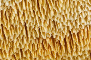 Detail fungi Spore - sporangium  is a structure in which spores (spores) are produced. Sporangium occurs, for example, in plants, fungi and other organisms. © Denny