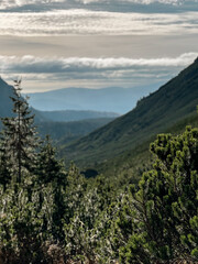 Dwarf pines and pines over the valley of the High Tatras 