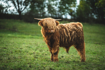 Hochlandrinder mit Hörner in Nahaufnahme